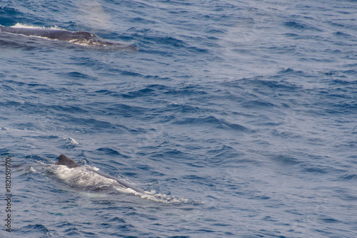 Humpback whale fin © Alexey Seafarer