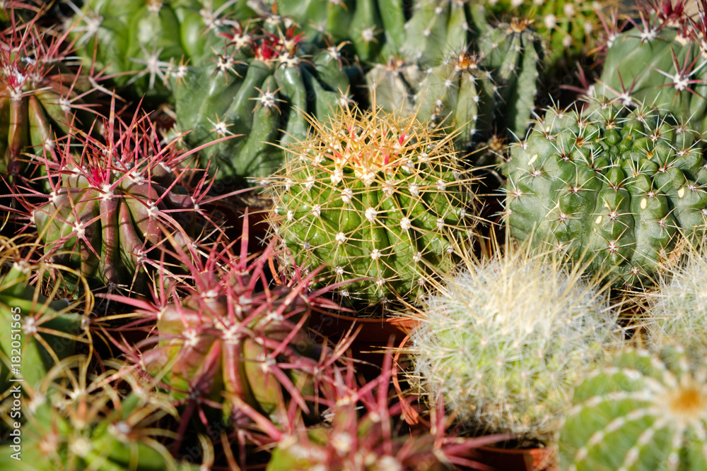 cactus group, small cacti in pots cactus group, small cacti in pots