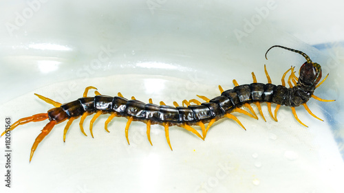 Centipede close up photo