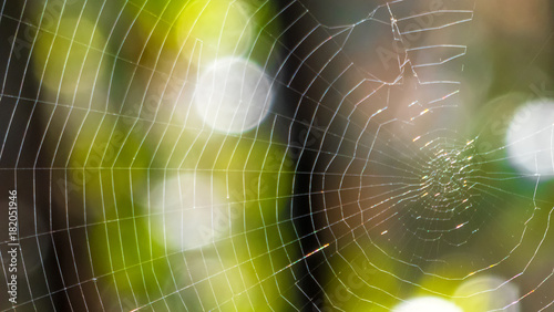 Spider web in a sunny day