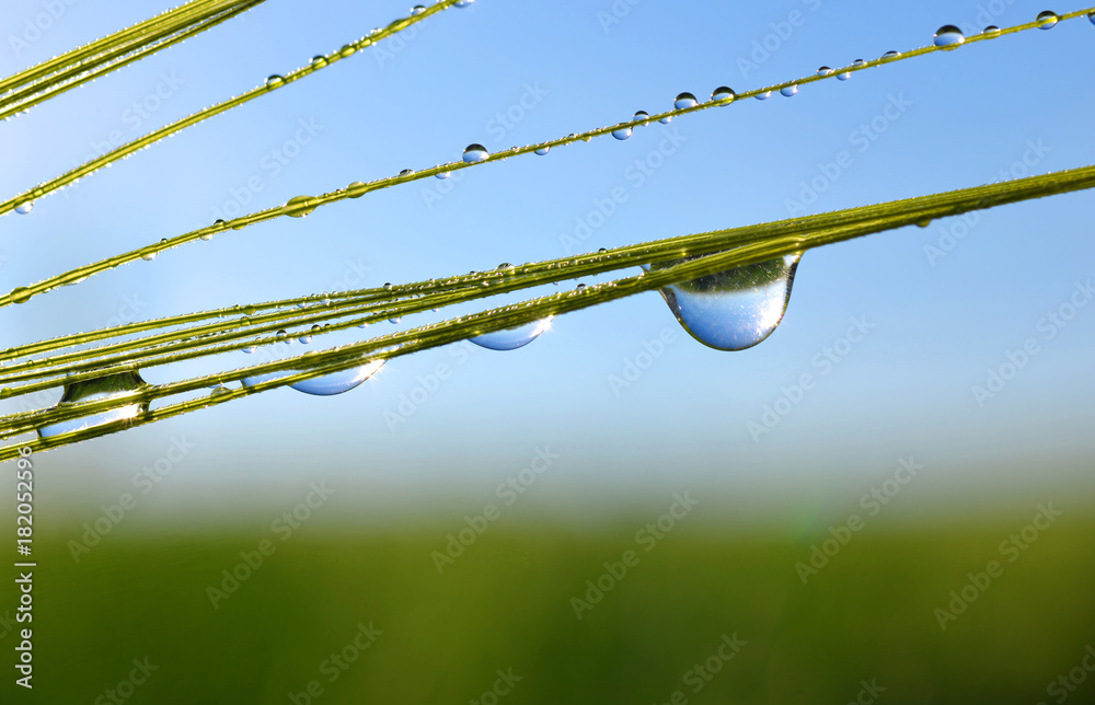 Dew drops on barley ear close up. Nature background. Dew drops on barley ear close up. Nature background.