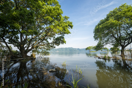 琵琶湖畔の水面と空の下のハンノキ