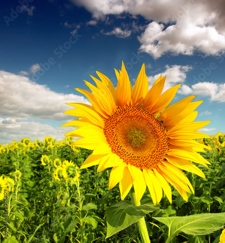 Beautiful sunflower against blue sky