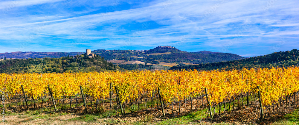 Golden vineyards. Beautiful fields of grape  in autumn colors. Tuscany, Italy