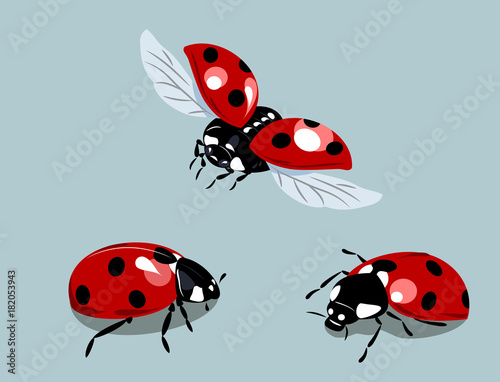 a set of images of ladybirds photo