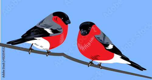 bullfinches on a branch