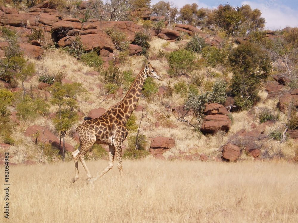 Obraz premium girafe