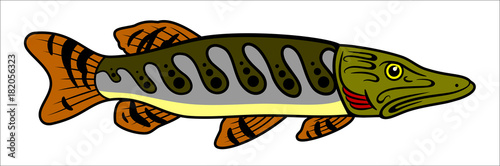 Picture of pike