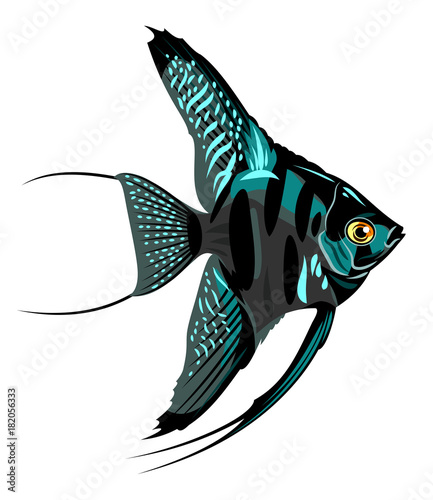 Image of decorative fish Skalaria