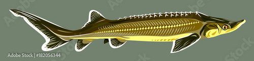 Image of sturgeon