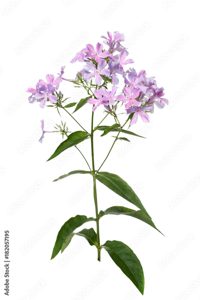 Lilac phlox isolated on white background.