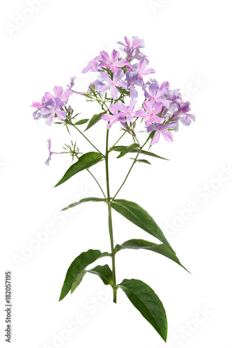 Lilac phlox isolated on white background.