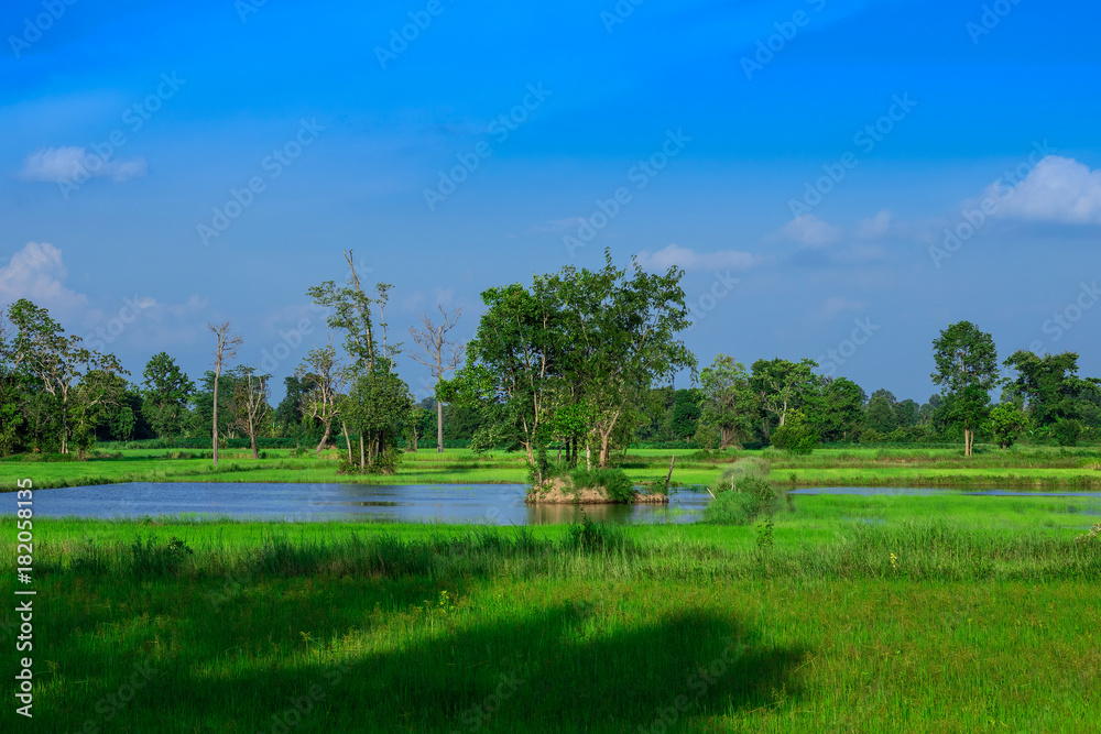 Beautiful green rice fields and trees of other species in the countryside of Thailand.