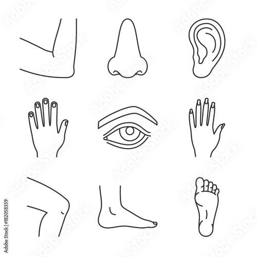 Human body parts linear icons set