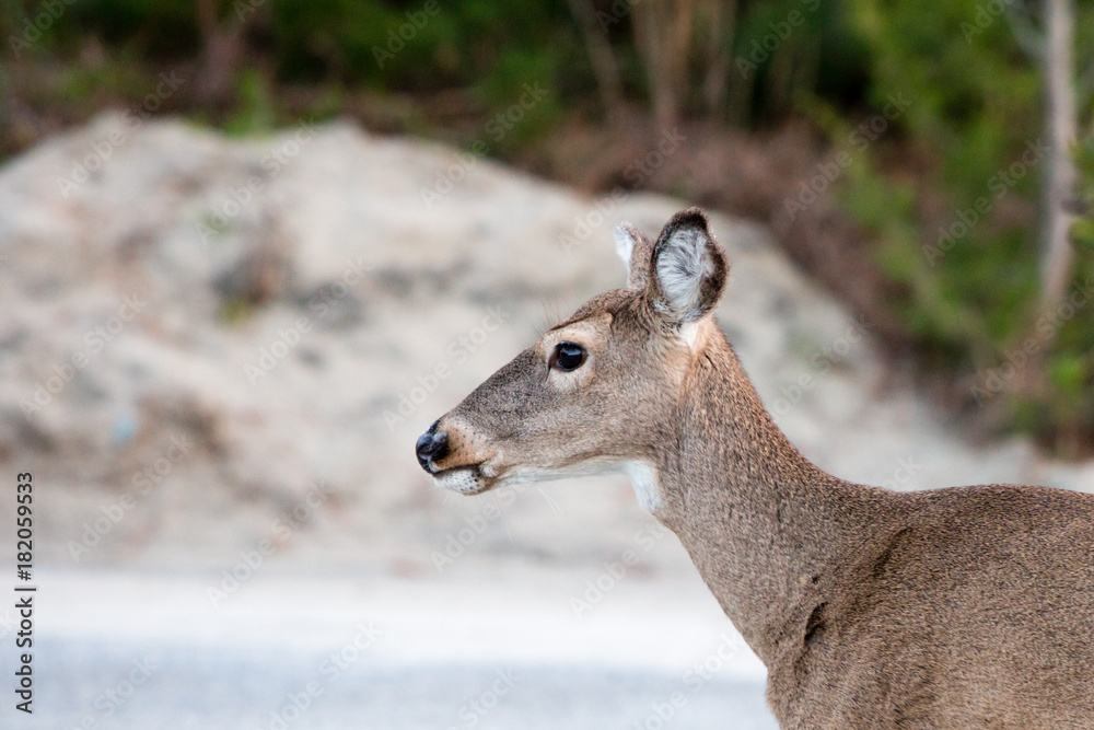 deer walking in park by beach