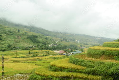 scenery with rice fields in terraces under the rain and the fog in the Sapa vale in Vietnam.