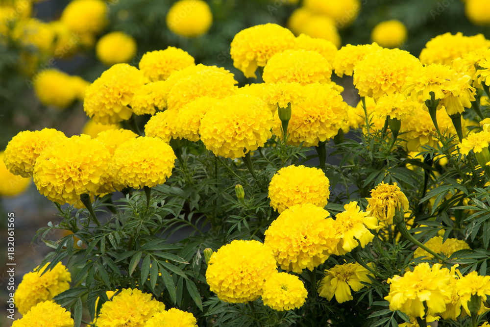 Marigold flowers in the garden Marigold flowers in the garden