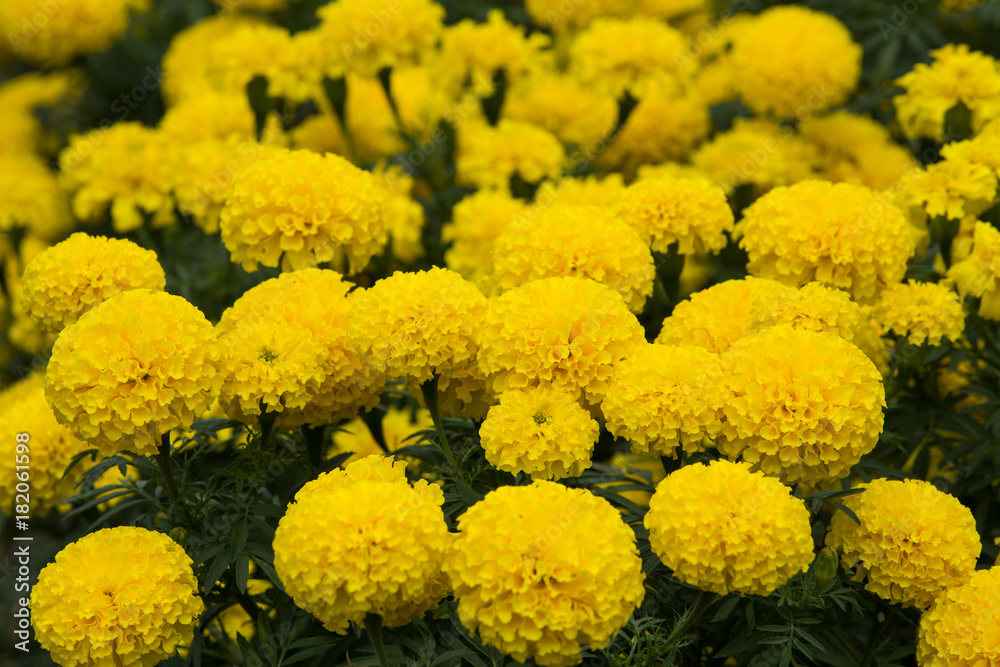 Marigold flowers in the garden Marigold flowers in the garden