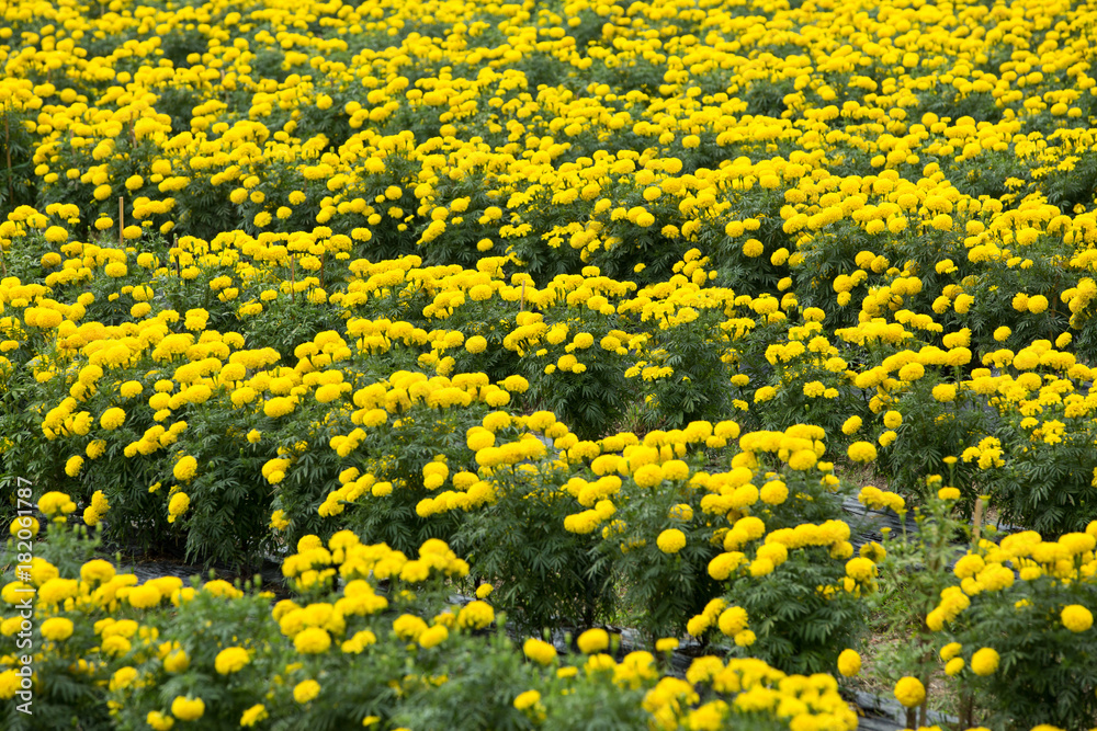 Marigold flowers in the garden Marigold flowers in the garden