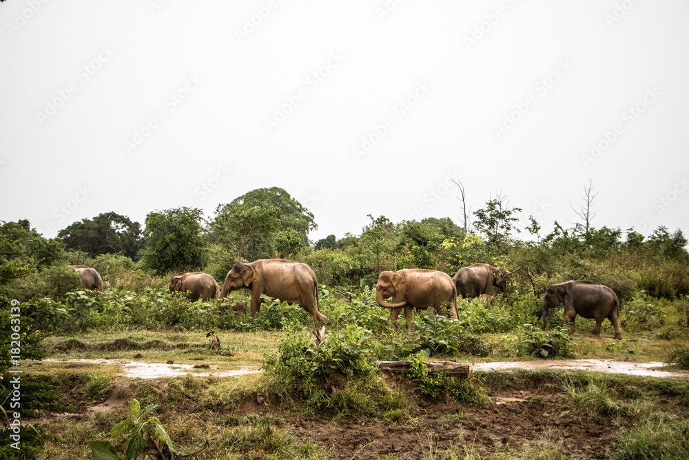 Fototapeta premium Pride of elephants