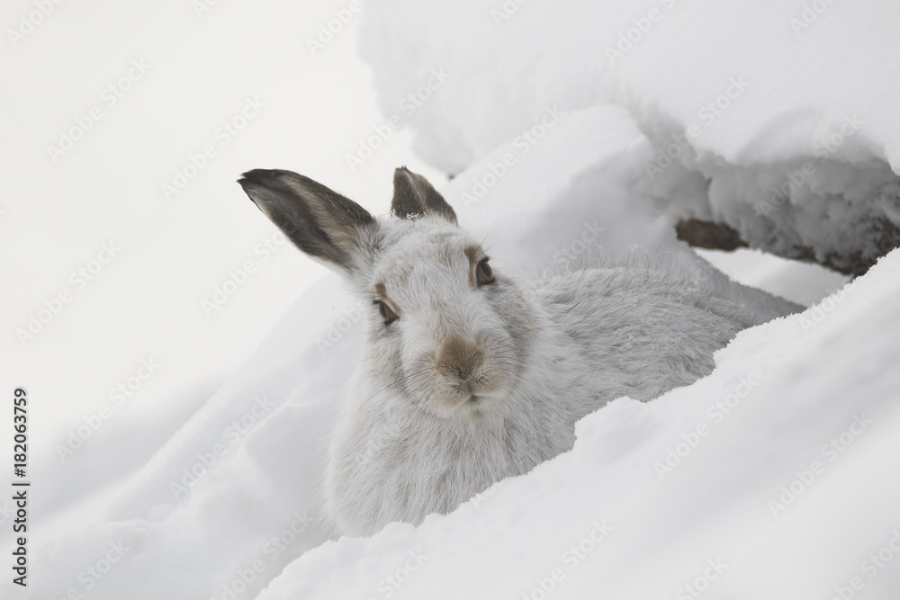 mountain hare, Lepus timidus, close up portrait during winter with snow on a slope in the cairngorm national park