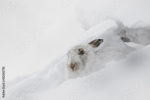 mountain hare, Lepus timidus, close up portrait during winter with snow on a slope in the cairngorm national park