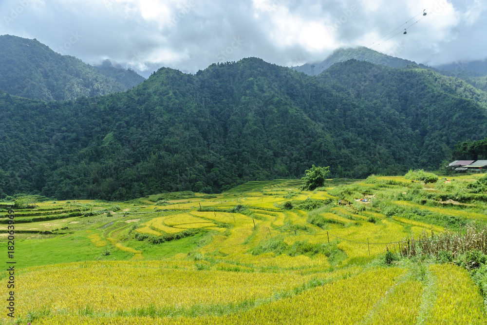 sight of the fields of rice cultivated in terraces in the Sapa valey in Vietnam.