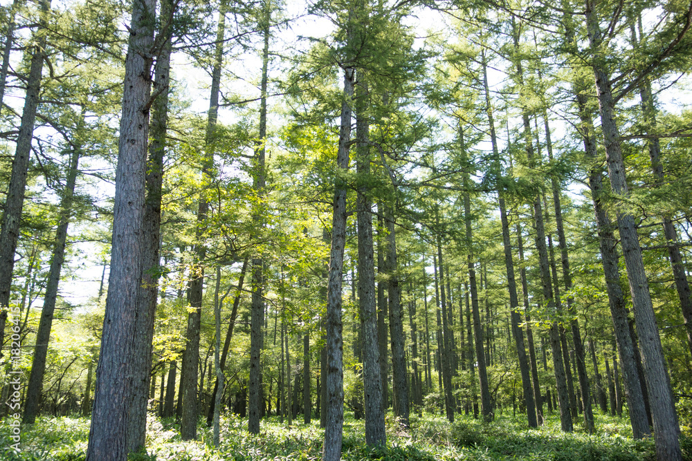 Obraz premium 森