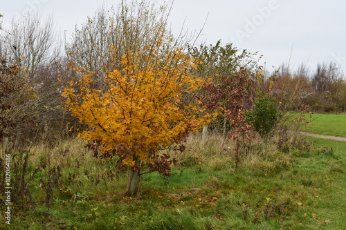 Golden tree