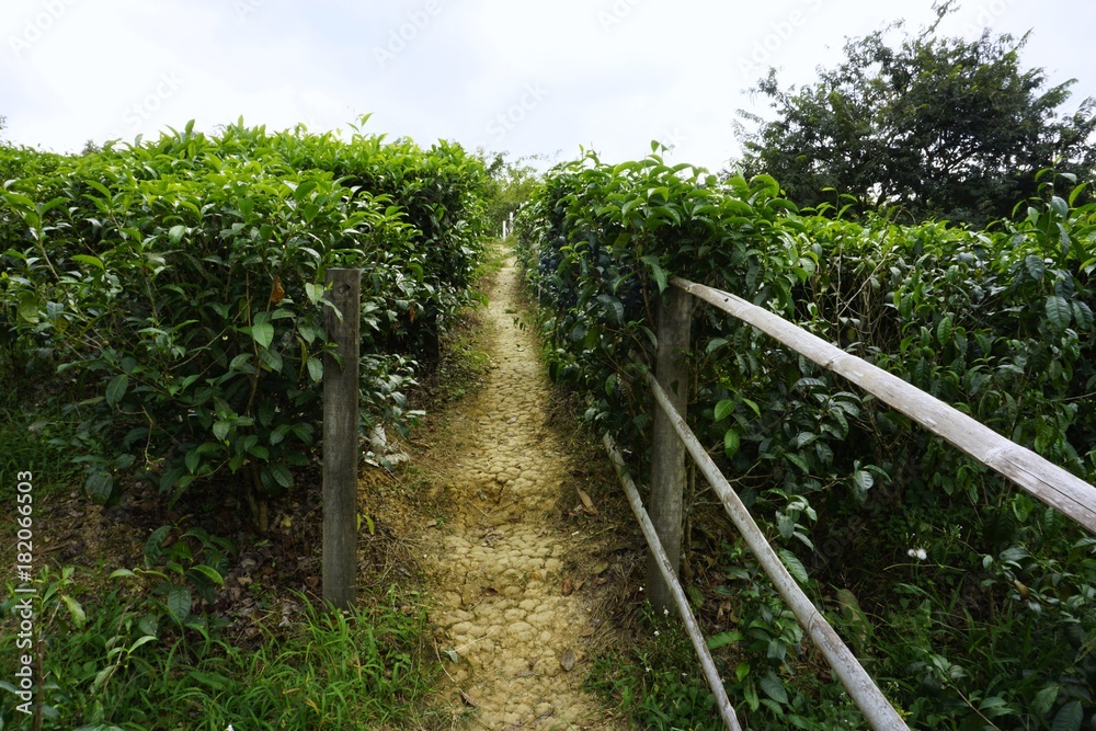 a walkaway at tea plantation, Sabah, Malaysia