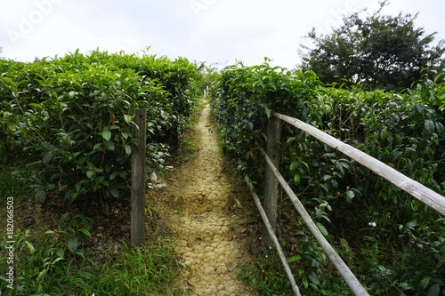 a walkaway at tea plantation  Sabah  Malaysia