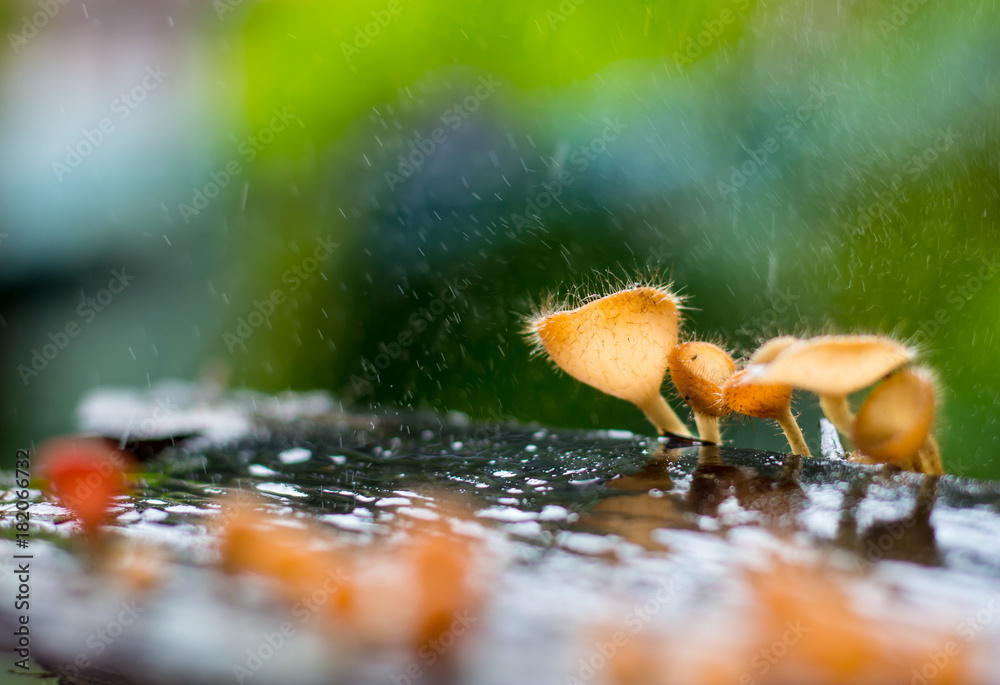 Obraz premium Tazetta Rosea (Rea) Dennis