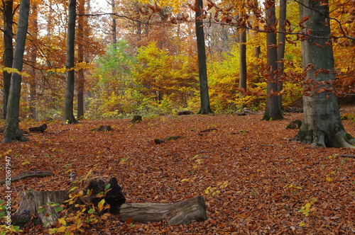 Herbst Wald mit alten und jungen Buchen als saisonales Motiv