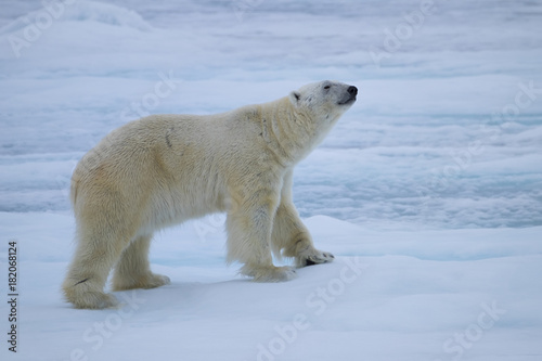 Polar Bear on Ice Flows north of Svalbard, Norway