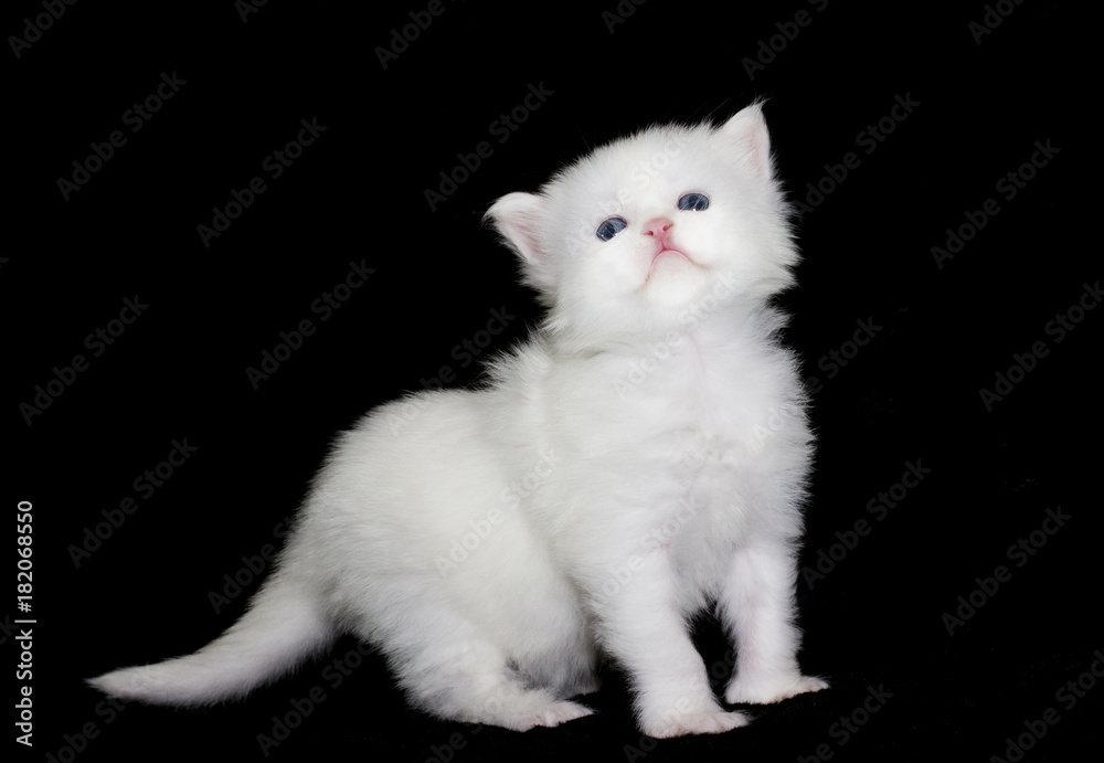 white kitten, maine coon looks at a dark background