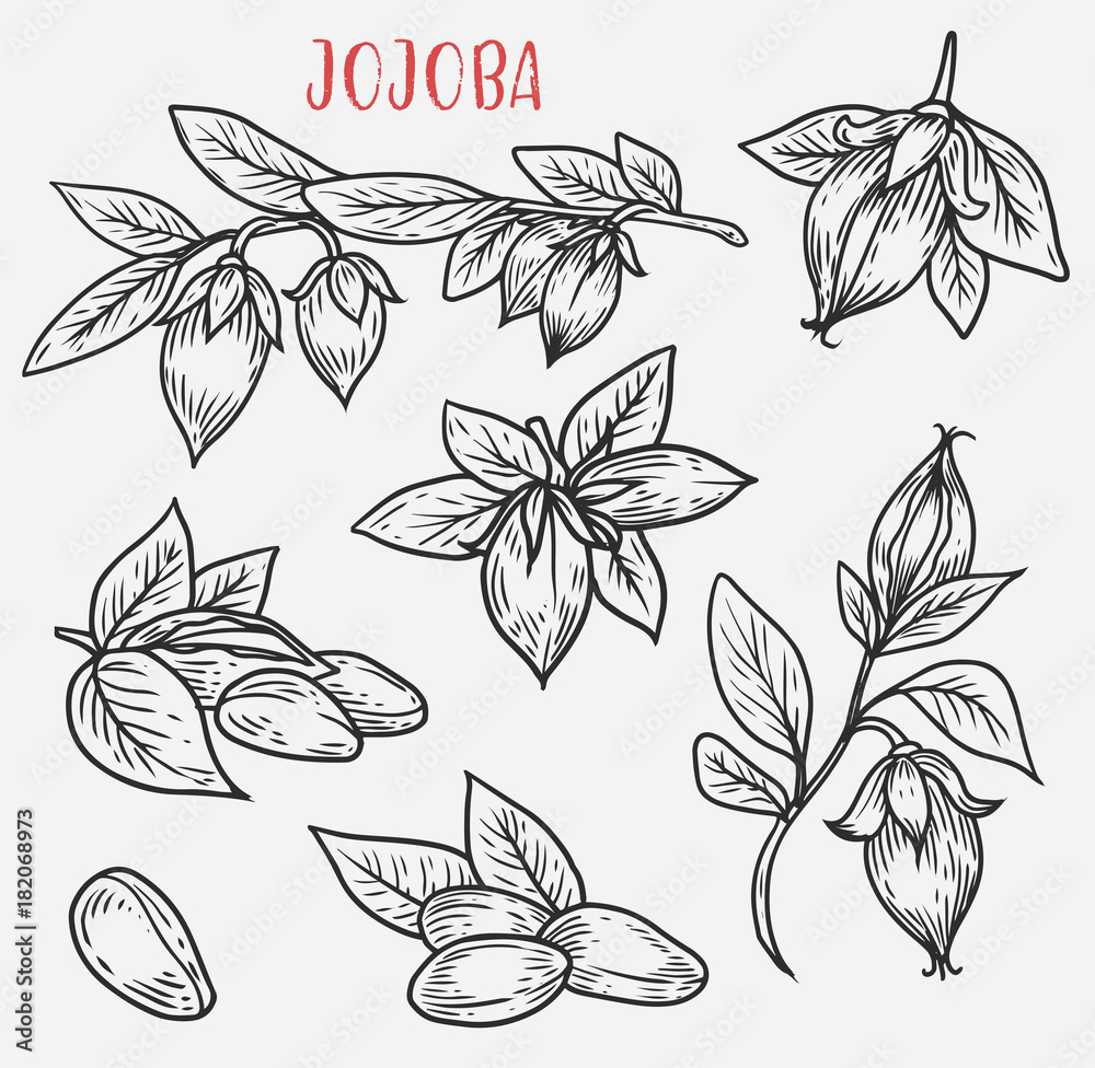 Sketches of jojoba stem with leaves and nut