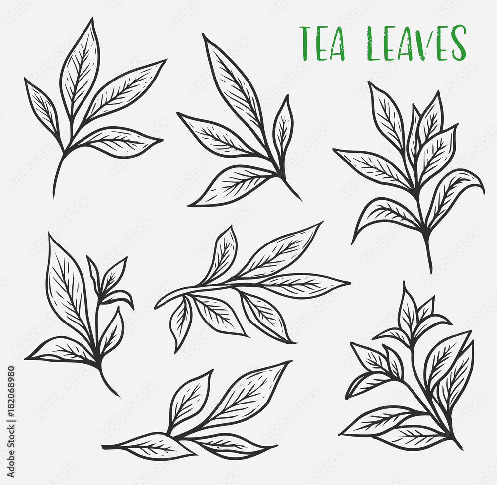 Obraz premium Szkice zielonej lub czarnej kiełki herbaty z liśćmi