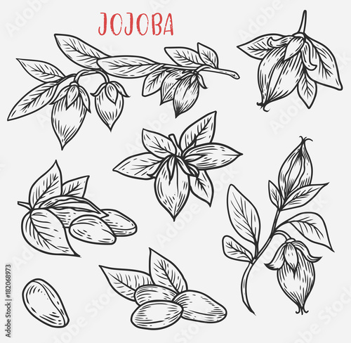 Sketches of jojoba stem with leaves and nut