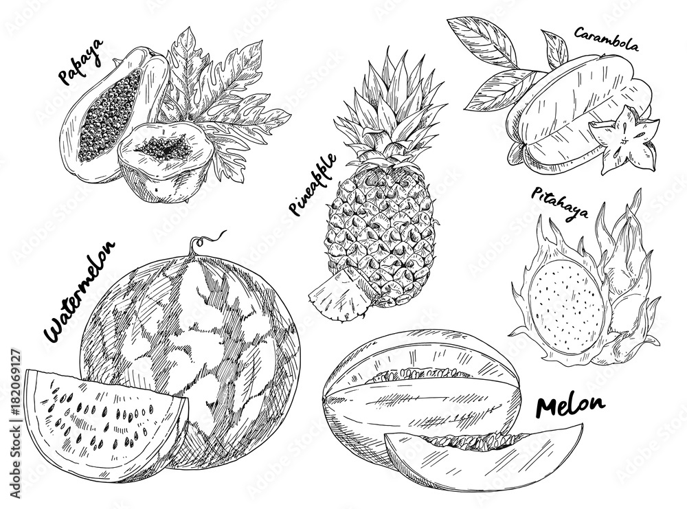 Sketched of watermelon and pitahaya fruits