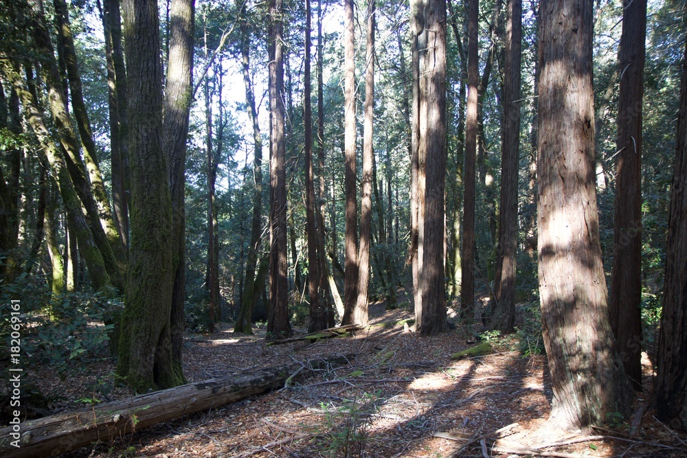 Obraz premium Salt Point State Park is a state park in Sonoma County, California is covered in forests of redwood, tanoak, pine and fir, with the balance split between meadows and pygmy forests. 