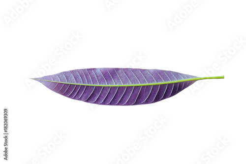 Purple baby leaf die cut © sothorn
