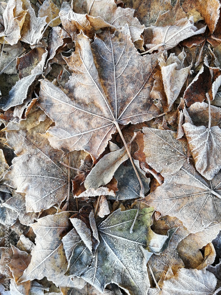 background of autumn leaves in the frost background of autumn leaves in the frost