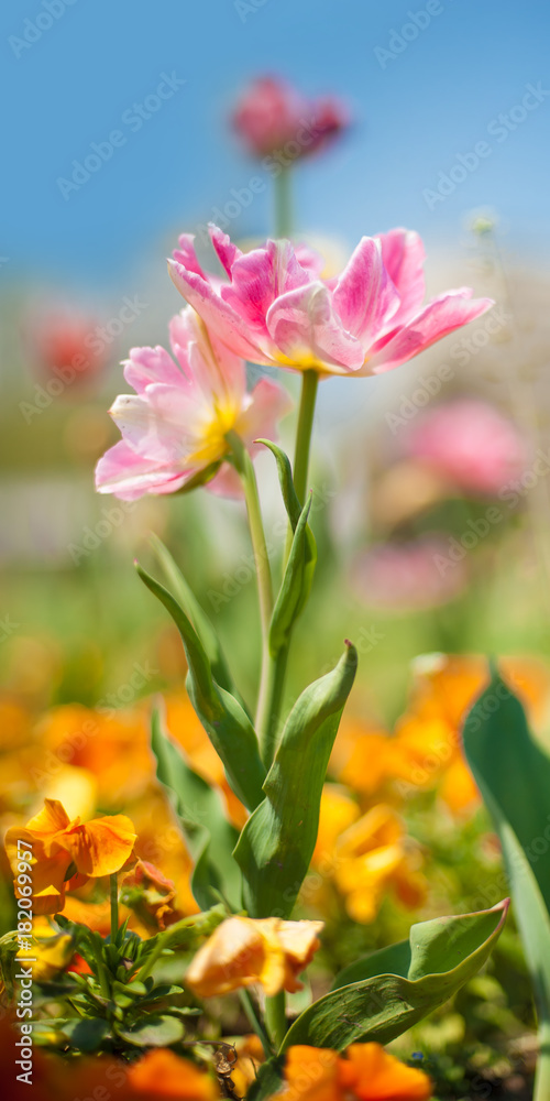 Fototapeta premium Beautiful spring flowers in beautiful spring field