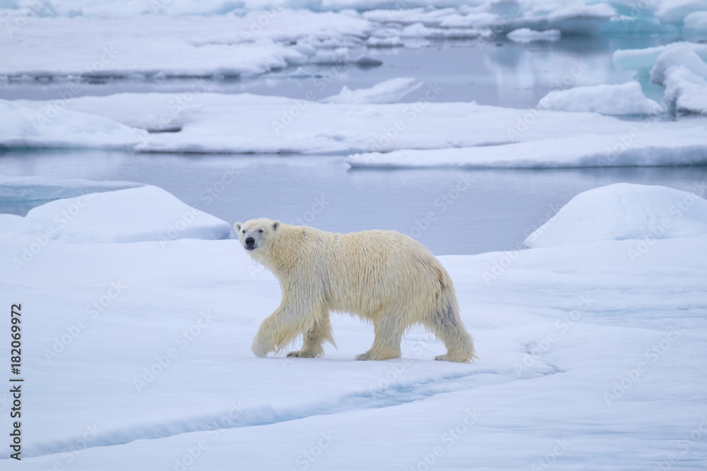 Polar Bear on Ice Flow near Svalbard, Norway Polar Bear on Ice Flow near Svalbard, Norway