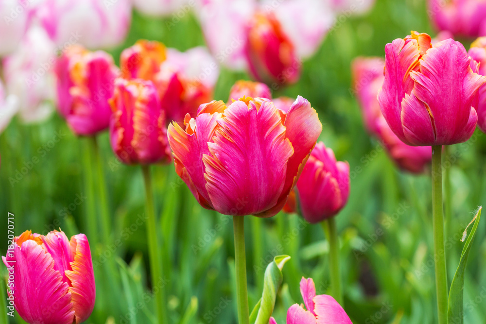 Obraz premium Pink tulip in the field