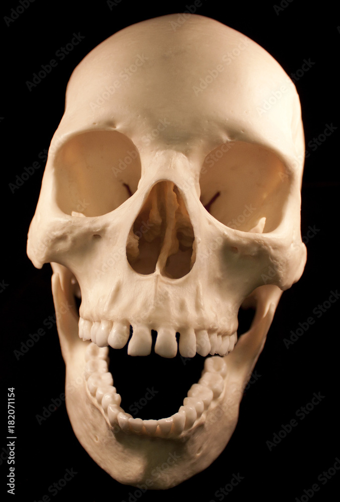 Obraz premium www.mediamilitia.com