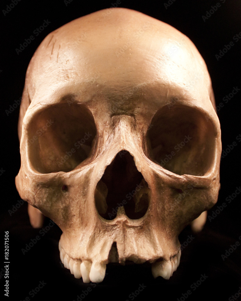 Obraz premium www.mediamilitia.com