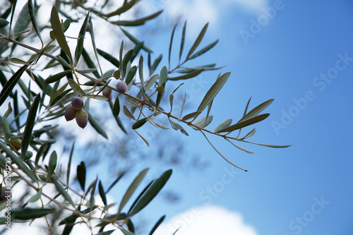 olive tree leafes on sky background 
