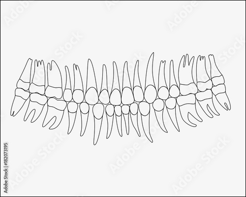 Vector outline of teeth in black and white tones