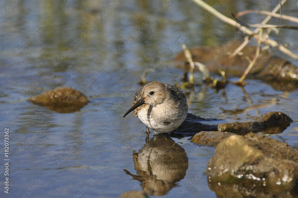 Bird sandpiper with a long beak looks for food in water Bird sandpiper with a long beak looks for food in water